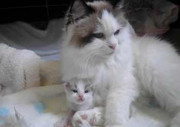 Ginger et son chaton - Chatterie Ragdolls du Val de Beauvoir